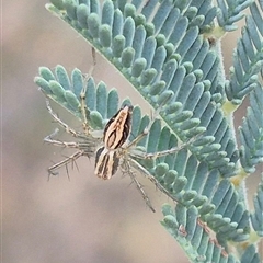 Oxyopes elegans at Bungendore, NSW - 24 Nov 2024