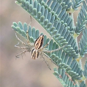 Oxyopes elegans at Bungendore, NSW - 24 Nov 2024