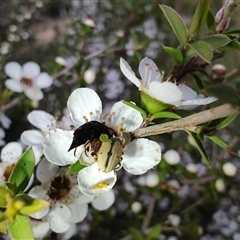 Mordella sp. (genus) (Pintail or tumbling flower beetle) at Majors Creek, NSW - 22 Nov 2024 by LyndalT