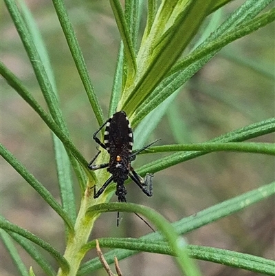 Trachylestes sp. (genus) (An assassin bug) at Bungendore, NSW - 24 Nov 2024 by clarehoneydove