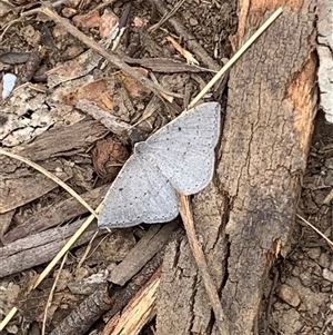 Taxeotis reserata (A Geometer moth) at Booth, ACT by Ash295