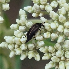 Mordella sp. (genus) (Pintail or tumbling flower beetle) at Bungendore, NSW - 24 Nov 2024 by clarehoneydove