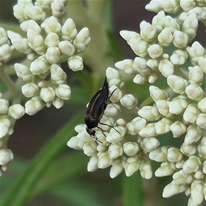 Mordella sp. (genus) at Bungendore, NSW - 24 Nov 2024