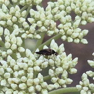 Mordella sp. (genus) at Bungendore, NSW - 24 Nov 2024