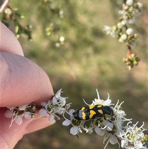 Castiarina octospilota at Aranda, ACT - 22 Nov 2024