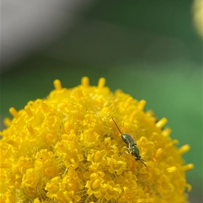 Torymidae (family) (Torymid wasp) at Evatt, ACT - 24 Nov 2024 by LeahC