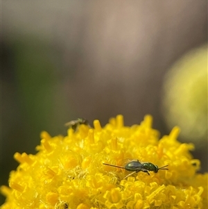 Torymidae (family) at Evatt, ACT - 24 Nov 2024