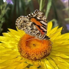 Vanessa kershawi (Australian Painted Lady) at Evatt, ACT - 24 Nov 2024 by LeahColebrook