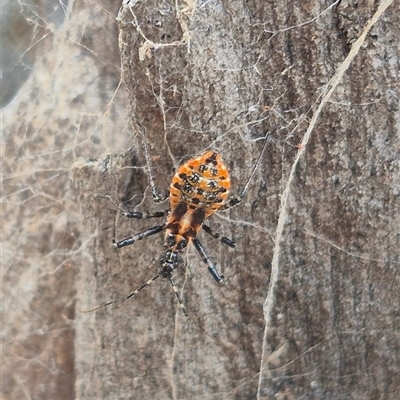 Pristhesancus plagipennis (Bee Killer Assassin Bug) at Bungendore, NSW - 24 Nov 2024 by clarehoneydove