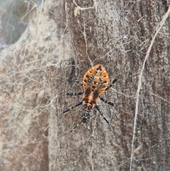 Pristhesancus plagipennis at Bungendore, NSW - 24 Nov 2024