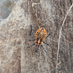 Pristhesancus plagipennis at Bungendore, NSW - 24 Nov 2024