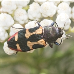 Castiarina sexplagiata (Jewel beetle) at Bungonia, NSW - 17 Nov 2024 by AlisonMilton