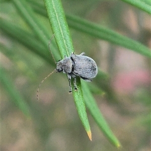 Edusella sp. (genus) at Bungendore, NSW - 24 Nov 2024