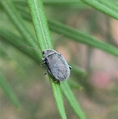 Edusella sp. (genus) at Bungendore, NSW - 24 Nov 2024