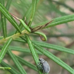 Edusella sp. (genus) at Bungendore, NSW - 24 Nov 2024