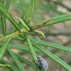 Edusella sp. (genus) at Bungendore, NSW - 24 Nov 2024