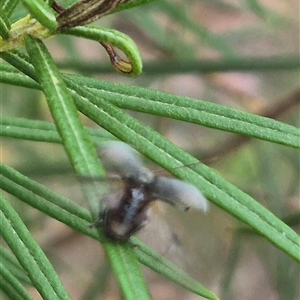 Edusella sp. (genus) at Bungendore, NSW - 24 Nov 2024