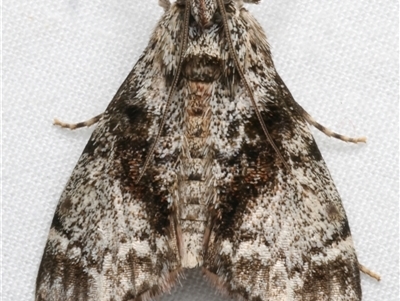 Stericta nephelodes (A Pyralid moth (Epipaschiinae) at Bulli, NSW - 23 Nov 2024 by jb2602