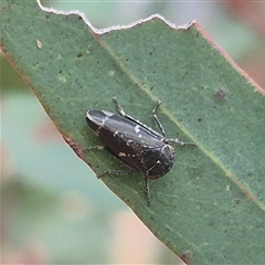 Eurymelinae (subfamily) (Unidentified eurymeline leafhopper) at Bungendore, NSW - 24 Nov 2024 by clarehoneydove