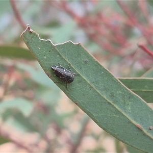 Eurymelinae (subfamily) at Bungendore, NSW - 24 Nov 2024