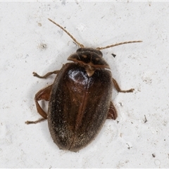 Scirtes sp. (Scirtid beetle) at Melba, ACT - 23 Nov 2024 by kasiaaus