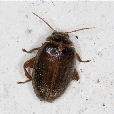 Scirtes sp. (Scirtid beetle) at Melba, ACT - 23 Nov 2024 by kasiaaus