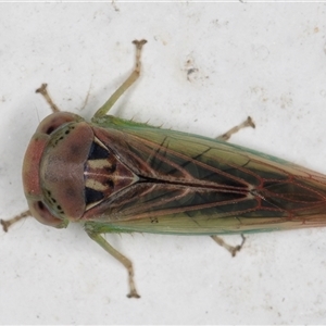 Rosopaella (genus) at Melba, ACT - 23 Nov 2024