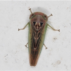 Rosopaella (genus) at Melba, ACT - 23 Nov 2024