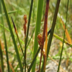 Machaerina acuta (pale twig-rush) at Black Rock, VIC - 23 Dec 2016 by JasonPStewartNMsnc2016