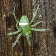 Araneus circulissparsus (species group) at Herne Hill, VIC - 24 Nov 2024 by WendyEM