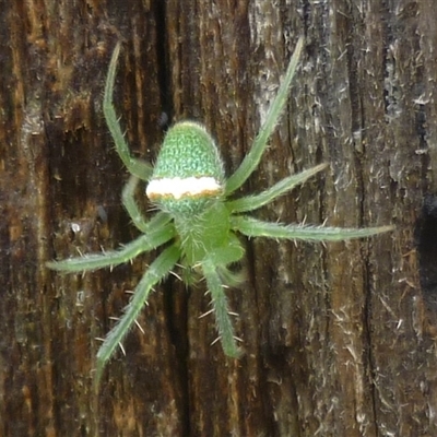 Araneus circulissparsus (species group) at Herne Hill, VIC - 24 Nov 2024 by WendyEM