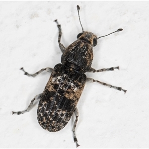 Dendropemon subfasciatus (Fungus weevil) at Melba, ACT by kasiaaus