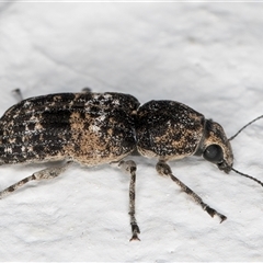 Dendropemon subfasciatus at Melba, ACT - 23 Nov 2024 09:27 PM