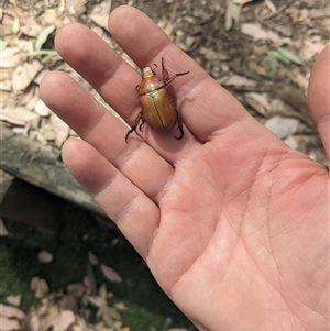 Anoplognathus montanus at Stromlo, ACT - 10 Nov 2024 02:28 PM