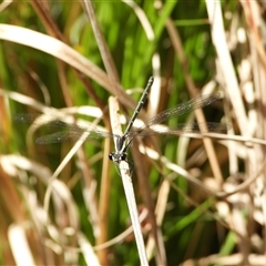 Austroargiolestes icteromelas (Common Flatwing) at Orangeville, NSW - 21 Nov 2024 by belleandjason