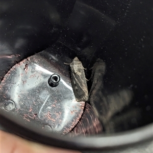 Agrotis infusa (Bogong Moth, Common Cutworm) at Canberra, ACT by SusanneG