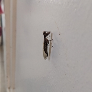 Mantispidae (family) (Unidentified mantisfly) at Ainslie, ACT by SusanneG