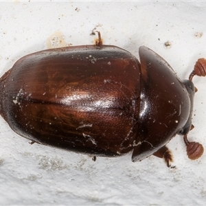 Cychramptodes murrayi at Melba, ACT - 23 Nov 2024 09:29 PM