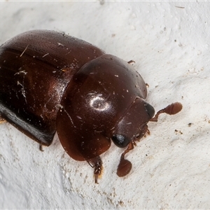 Cychramptodes murrayi at Melba, ACT - 23 Nov 2024 09:29 PM