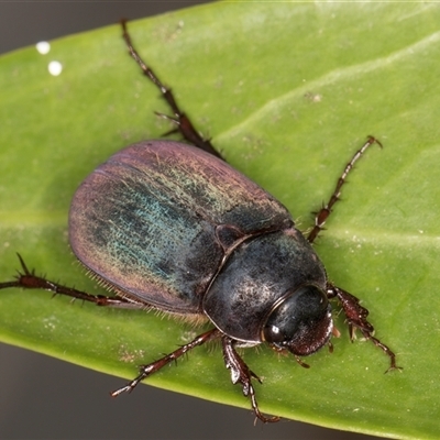 Sericesthis sp. (genus) (A cockchafer) at Melba, ACT - 23 Nov 2024 by kasiaaus