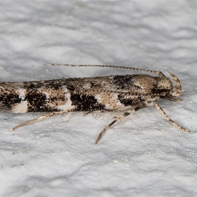 Limnaecia leptomeris at Melba, ACT - 23 Nov 2024 by kasiaaus
