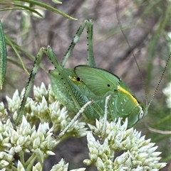 Caedicia sp. (genus) (Katydid) at Hackett, ACT - 23 Nov 2024 by Pirom