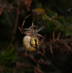 Araneus hamiltoni at Freshwater Creek, VIC - 16 Nov 2024 by WendyEM