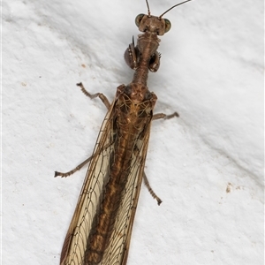 Mantispidae (family) (Unidentified mantisfly) at Melba, ACT by kasiaaus