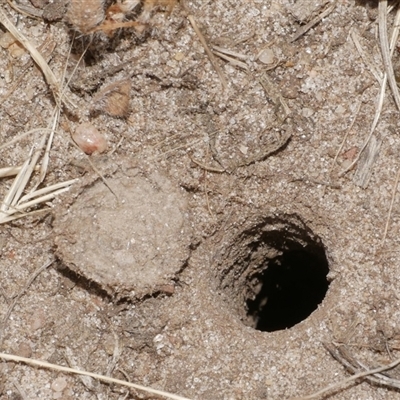 Portacosa cinerea (Grey wolf spider) at Freshwater Creek, VIC - 16 Nov 2024 by WendyEM