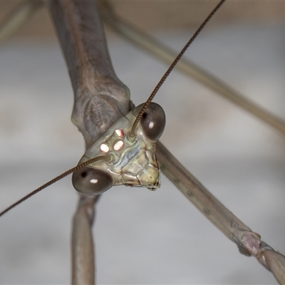 Archimantis latistyla (Stick Mantis, Large Brown Mantis) at Melba, ACT - 23 Nov 2024 by kasiaaus