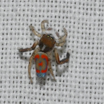 Maratus pavonis (Dunn's peacock spider) at Freshwater Creek, VIC - 17 Nov 2024 by WendyEM