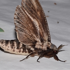 Endoxyla encalypti (Wattle Goat Moth) at Jerrabomberra, NSW - 24 Nov 2024 by DianneClarke