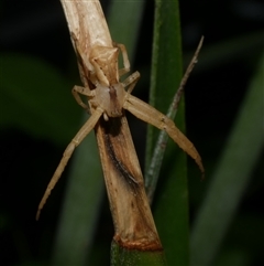 Sidymella trapezia (Trapezoid Crab Spider) at Freshwater Creek, VIC - 16 Nov 2024 by WendyEM