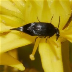 Mordellidae (family) (Unidentified pintail or tumbling flower beetle) at Freshwater Creek, VIC - 21 Nov 2024 by WendyEM